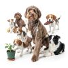 No Chewing Spray for Dogs sinBron Natural Repellent Spray New Formula-5