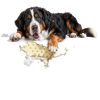 Bitter Apple Spray for Dogs MalaFox Dog Repellent 5x Bitter Non‑Toxic-5