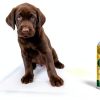 Dog Potty Training Spray Bodhi Dog 8oz Indoor Outdoor Attractant-2