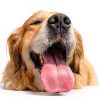 ONLY NATURAL PET No Marking Deterrent Spray for Dogs 32 Fl Oz-6
