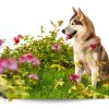 NaturVet Off Limits Pet Training Spray for Dogs & Cats 32 Fl Oz-7