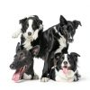 Premier Pet Bitter Apple Spray for Dogs 50ml Anti-Chew Repellent-5