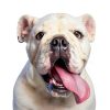 Mighty Paw Yucky No Chew Spray 8 oz Bitter Apple Dog Repellent-3