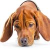 ONLY NATURAL PET No Marking Deterrent Spray for Dogs 32 Fl Oz-4