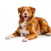 NaturVet Off Limits Pet Training Spray for Dogs & Cats 32 Fl Oz-4